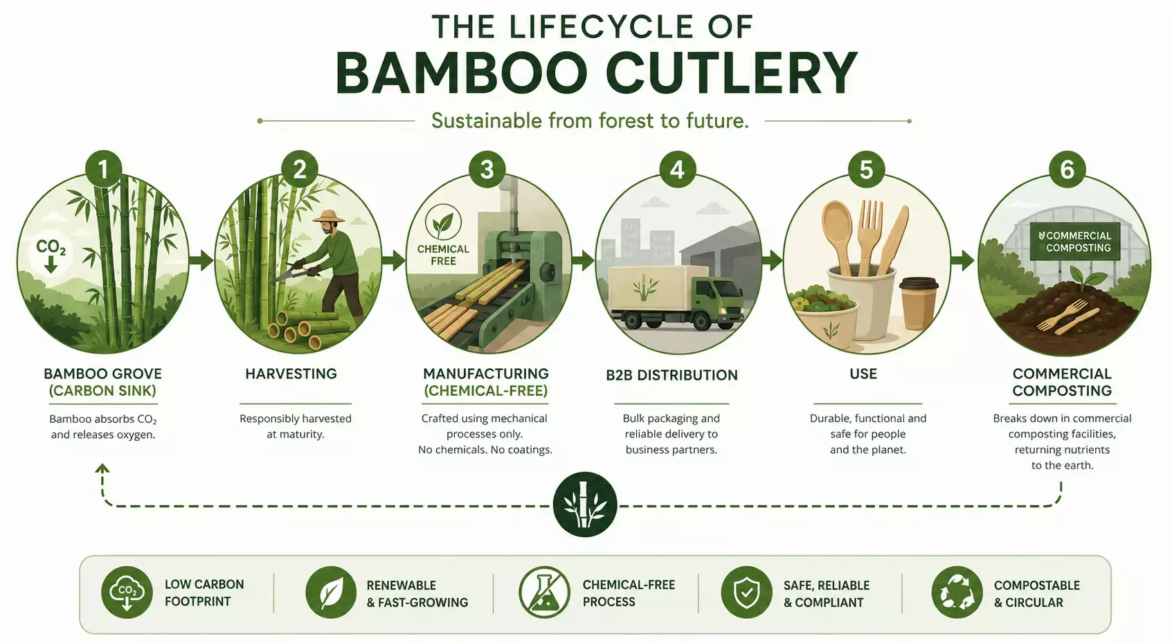 Bamboo-cutlery-lifecycle-infographic-from-carbon-sink-to-commercial-compost-highlighting-sustainable-manufacturing