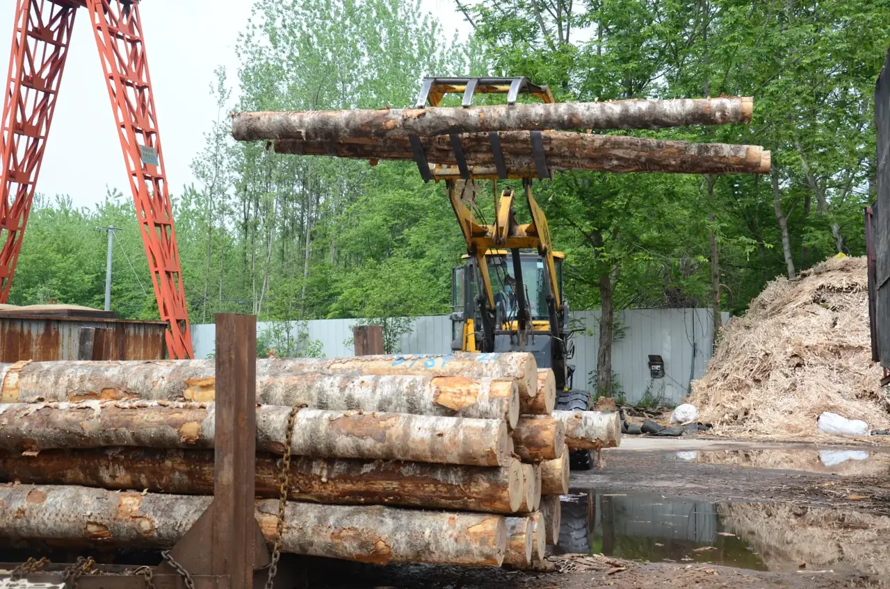 Loader lifting birch logs in the factory yard Loader lifting birch logs in the factory yard